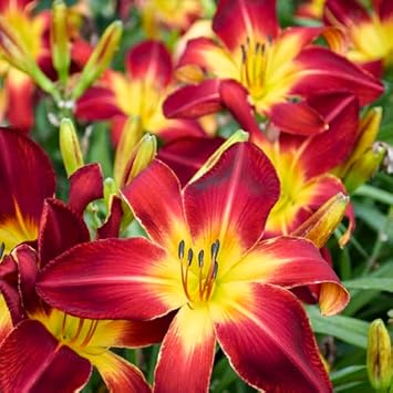 Hemerocallis Flowers Seeds Heirloom Non GMO Planting - 100 for planting in home garden